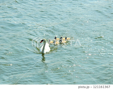 池で泳ぐ白鳥と誕生した子供の仲良し家族 121161367