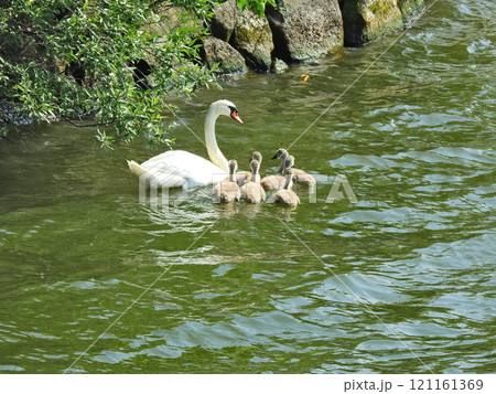 池で泳ぐ白鳥と誕生した子供の仲良し家族 池で泳ぐ白鳥と誕生した子供の仲良し家族 121161369
