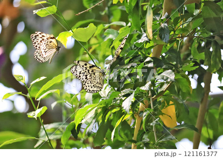 白黒まだら模様の大型の蝶オオゴマダラ 121161377