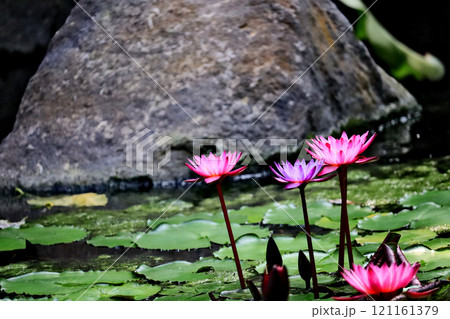 美しく咲いた紫色の水生植物スイレンの花 121161379