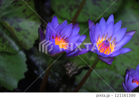 美しく咲いた紫色の水生植物スイレンの花 121161380