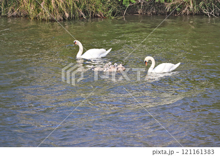池で泳ぐ白鳥と誕生した子供の仲良し家族 池で泳ぐ白鳥と誕生した子供の仲良し家族 121161383