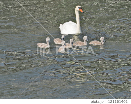 池で泳ぐ白鳥と誕生した子供の仲良し家族 121161401
