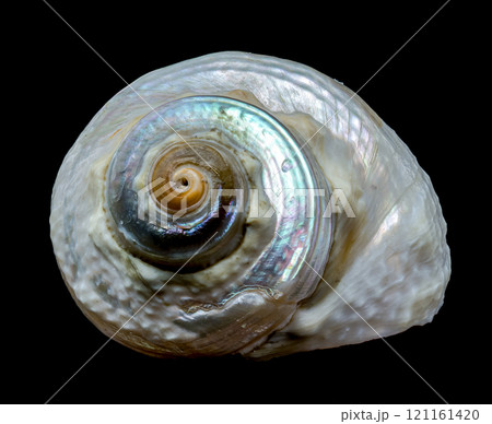 Turbo imperialis Sea Snail on Black Background 121161420