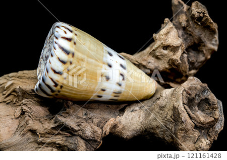Conus Mustelinus Shell on Driftwood Conus Mustelinus Shell on Driftwood 121161428