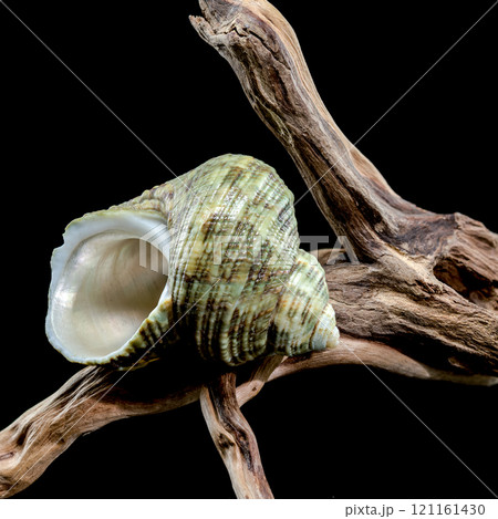 Horned Turbo cornutus Snail on Driftwood Horned Turbo cornutus Snail on Driftwood 121161430