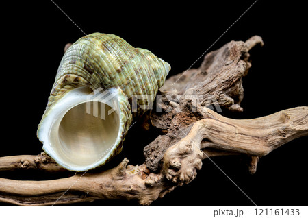 Horned Turbo cornutus Snail on Driftwood Horned Turbo cornutus Snail on Driftwood 121161433