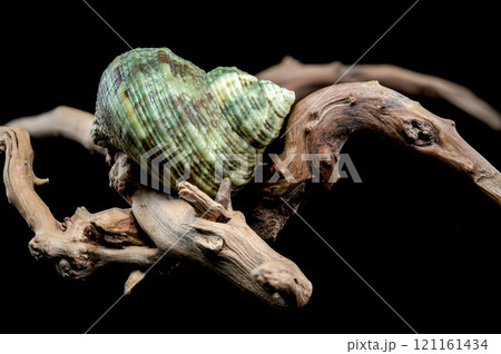 Horned Turbo cornutus Snail on Driftwood 121161434