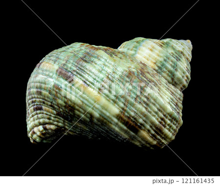 Horned Turbo Snail on Black Background 121161435