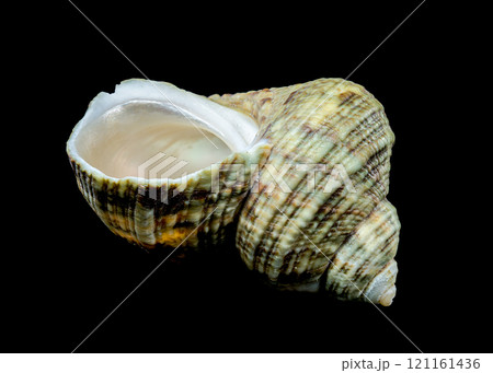 Horned Turbo Snail on Black Background 121161436