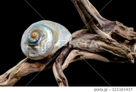 Iridescent Sea Snail on Driftwood Iridescent Sea Snail on Driftwood 121161437