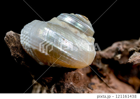 Iridescent Sea Snail on Driftwood Iridescent Sea Snail on Driftwood 121161438