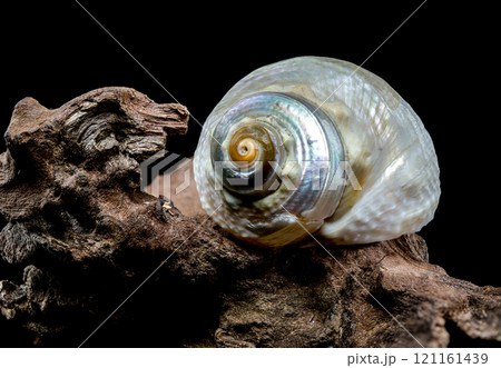 Iridescent Sea Snail on Driftwood Iridescent Sea Snail on Driftwood 121161439