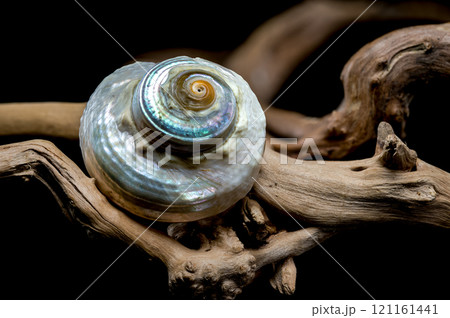 Iridescent Sea Snail on Driftwood 121161441