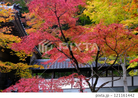 永源寺の紅葉 121161442