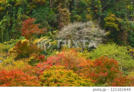 大分県　中津　耶馬渓の紅葉 121161649