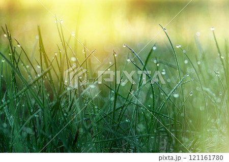 Morning Dew on Green Grass Morning Dew on Green Grass 121161780