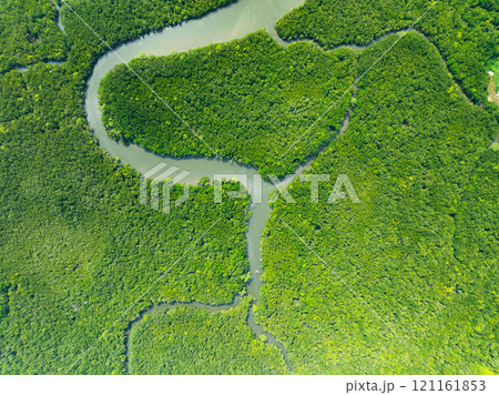 Amazing abundant mangrove forest, Aerial view of forest trees Rainforest ecosystem and healthy environment background, Texture of green trees forest top down, High angle view Amazing abundant mangrove forest, Aerial view of forest trees Rainforest ecosystem and healthy environment background, Texture of green trees forest top down, High angle view 121161853