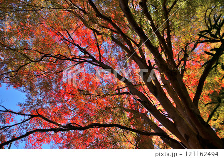 埼玉県秩父郡小鹿野町伊豆沢雲龍寺のイロハモミジ 121162494