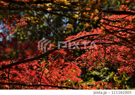 埼玉県秩父郡小鹿野町伊豆沢雲龍寺のイロハモミジ 埼玉県秩父郡小鹿野町伊豆沢雲龍寺のイロハモミジ 121162805