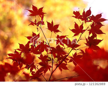 真っ赤な紅葉 121162869