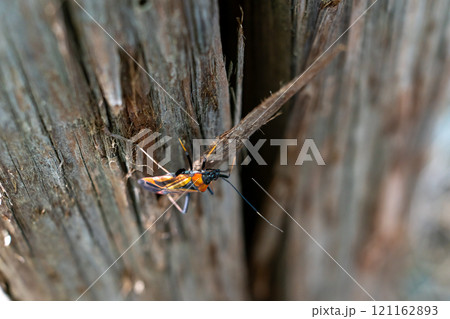 アカスジオオカスミカメ アカスジオオカスミカメ 121162893