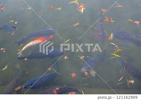 池に落ちた紅葉の葉と赤い鯉 池に落ちた紅葉の葉と赤い鯉 121162909