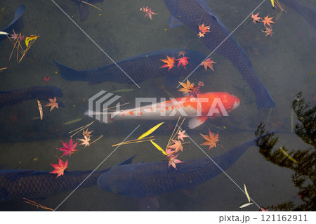 池に落ちた紅葉の葉と赤い鯉 池に落ちた紅葉の葉と赤い鯉 121162911