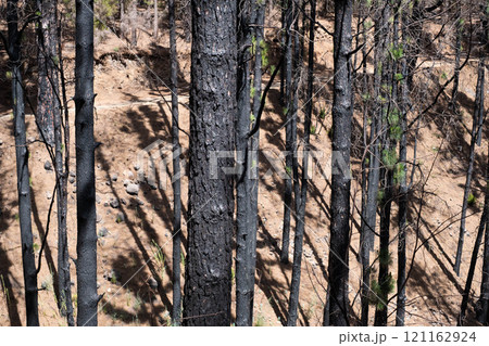 burned trees in forest after fire, charred pine tree, burned trees in forest after fire, charred pine tree, 121162924
