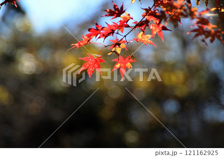 埼玉県秩父郡小鹿野町伊豆沢雲龍寺のイロハモミジ 121162925