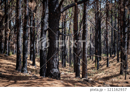 burned trees in forest after fire, wildfire landscape, Tenerife 121162937
