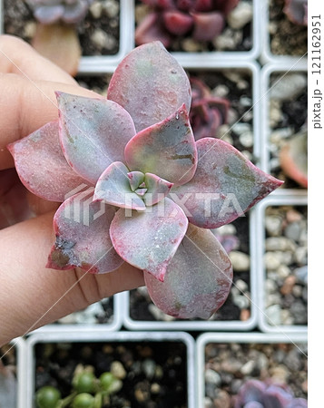 Graptoveria Douglas Huth in female hand 121162951
