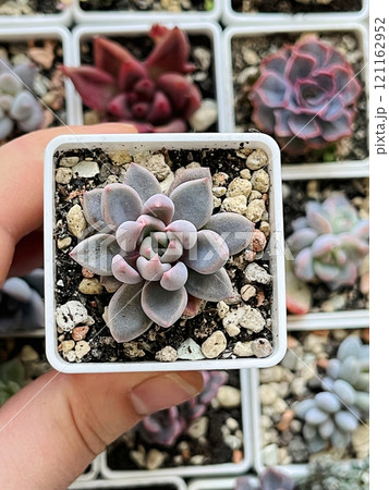 Plastic pot with Echeveria Sugar Jelly top view Plastic pot with Echeveria Sugar Jelly top view 121162952