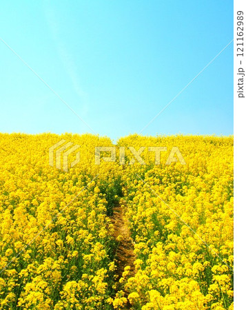 細道も通れないほど満開の菜の花咲く春の江戸川土手風景 細道も通れないほど満開の菜の花咲く春の江戸川土手風景 121162989
