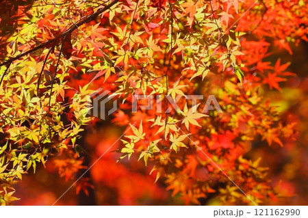 紅葉 紅葉 121162990