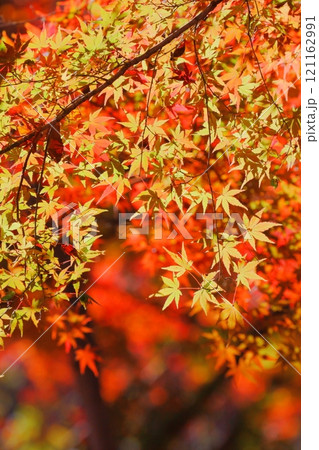 紅葉 121162991