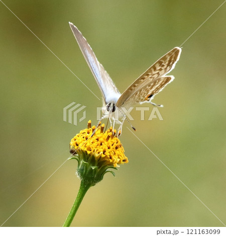 花の蜜を吸うウラナミシジミ 121163099
