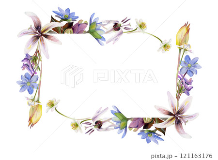 Spring flowers, trout lily, yellow tulip, blue hepatica forget-me-not, white forest anemone, purple corydalis hand drawn in watercolor. Border frame illustration for wedding, florist shop, stationery 121163176