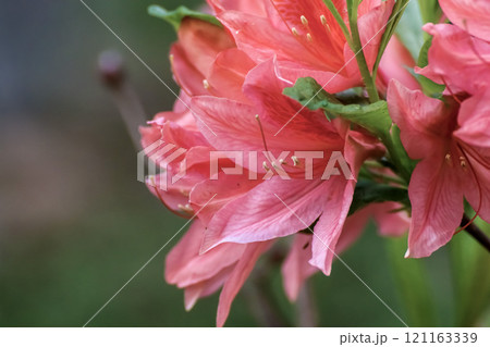 アザレアの花 アザレアの花 121163339