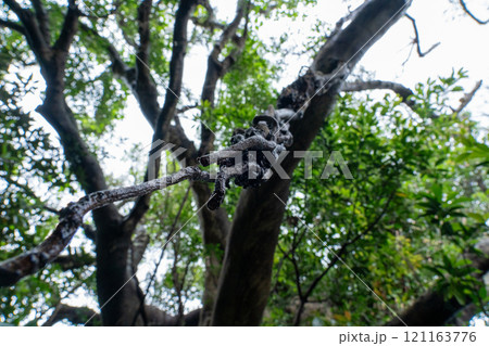 ガジュマルの木 121163776