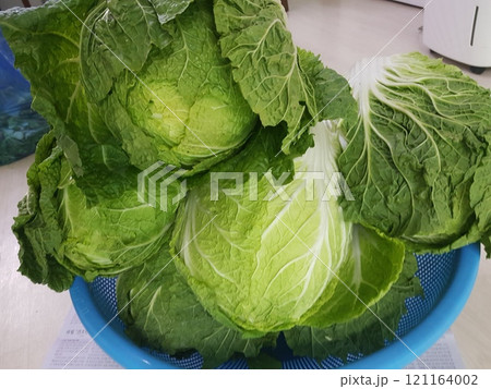 woman hand washing cabbage with cabbage woman hand washing cabbage with cabbage 121164002