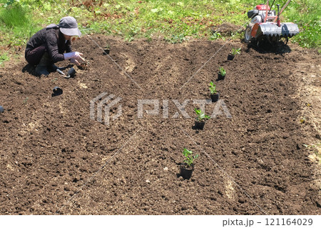 落花生の植え付け05 121164029