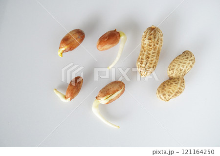 落花生の発根12 落花生の発根12 121164250