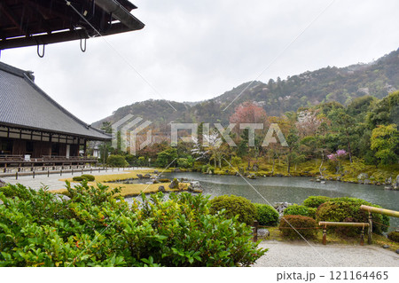 【春の京都観光】嵐山・天龍寺の桜と曹源池庭園【花散らしの雨】 121164465