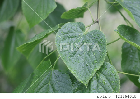 Raindrops on a green linden leaf, European linden, green leaf. 121164619