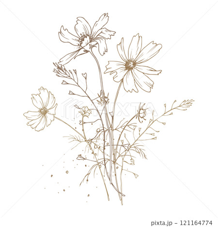 Field, meadow, wild flowers and herbs cosmos, shepherd s purse with pollen. Line art is a simple hand-drawn illustration in beige, ochre, brown ink. Bouquet flowers vector EPS 121164774