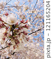 桜 121165204