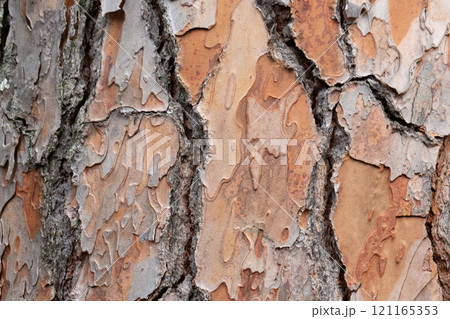 bark texture of Pinus Pinea L. pine trunk bark texture of Pinus Pinea L. pine trunk 121165353
