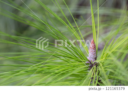 Spring blooms in spring. Coniferous tree with new budding cones close-up. Spring blooms in spring. Coniferous tree with new budding cones close-up. 121165379