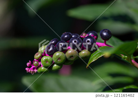 Phytolacca americana decandra, also known as American pokeweed, pokeweed, poke sallet, dragonberries, and inkberry, is a poisonous, herbaceous perennial plant. Black and green berries, selective focus Phytolacca americana decandra, also known as American pokeweed, pokeweed, poke sallet, dragonberries, and inkberry, is a poisonous, herbaceous perennial plant. Black and green berries, selective focus 121165402
